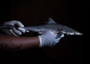 ماده مخدر کوکائین با غلظت ۱۰۰ برابر بیشتر در ماهیچه و کبد کوسه‌های برزیل کشف شد