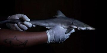 ماده مخدر کوکائین با غلظت ۱۰۰ برابر بیشتر در ماهیچه و کبد کوسه‌های برزیل کشف شد