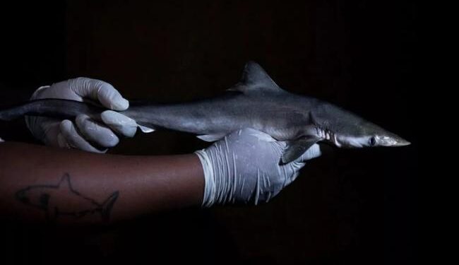 ماده مخدر کوکائین با غلظت ۱۰۰ برابر بیشتر در ماهیچه و کبد کوسه‌های برزیل کشف شد