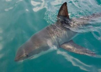 پهپادهای مجهز به هوش مصنوعی هشدارهای لحظه‌ای برای دوری از کوسه در کنار ساحل‌ ارسال می کنند