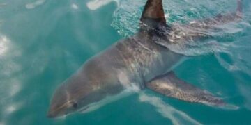 پهپادهای مجهز به هوش مصنوعی هشدارهای لحظه‌ای برای دوری از کوسه در کنار ساحل‌ ارسال می کنند