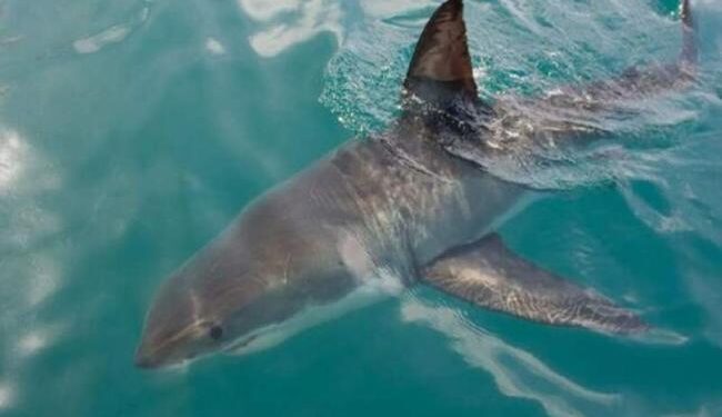 پهپادهای مجهز به هوش مصنوعی هشدارهای لحظه‌ای برای دوری از کوسه در کنار ساحل‌ ارسال می کنند