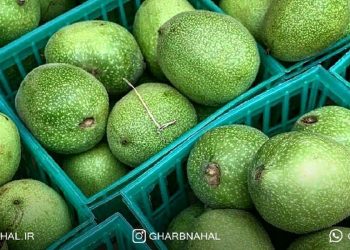 خرید نهال گردو تجاری و پولساز برای کشاورزان مبتدی و حرفه ای