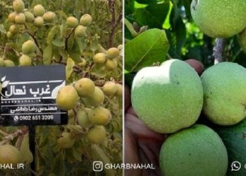 نکات طلایی خرید نهال گردو و احداث باغ آن